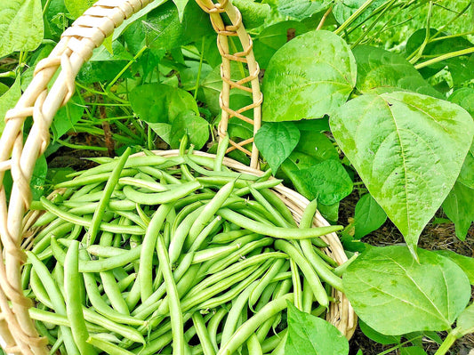 Green Bean Seeds Bulk - Jade Bush Bean - Non-GMO - Phaseolus vulgaris - 100 Seeds - USA Seller - Free Shipping