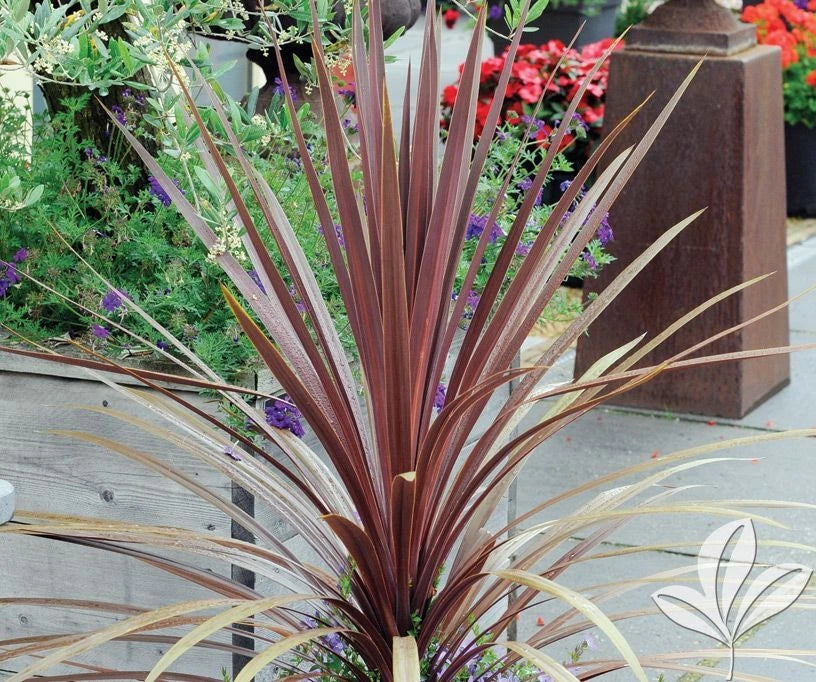 Dracaena Spikes Seeds - 100 Count - Dracaena spp. - Indoor/Outdoor Plant Seeds for Gardening and Landscaping