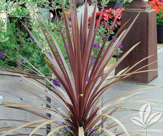 Dracaena Spikes Seeds - 100 Count - Dracaena spp. - Indoor/Outdoor Plant Seeds for Gardening and Landscaping