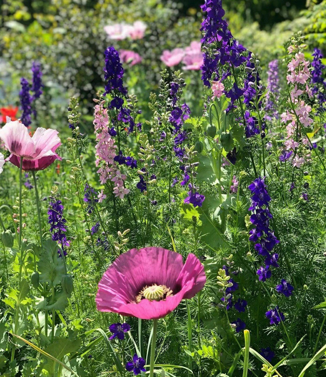 Wild Flower Seeds Mix - Poppies & Larkspur - 150 Seeds - Papaver & Delphinium