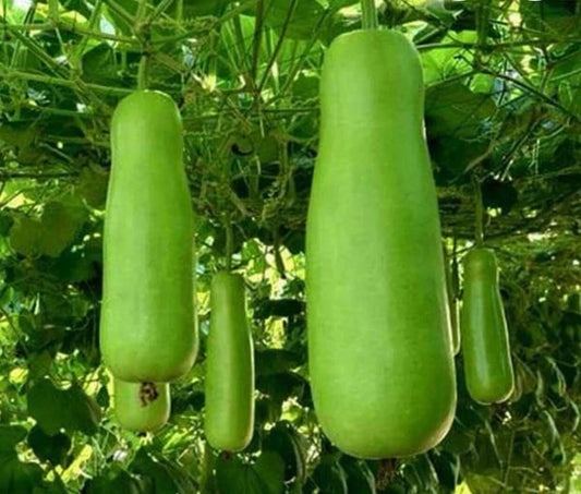 Bottle Gourd Seeds - Heirloom Upo Calabash - 15+ Seeds - Cucurbita Maxima