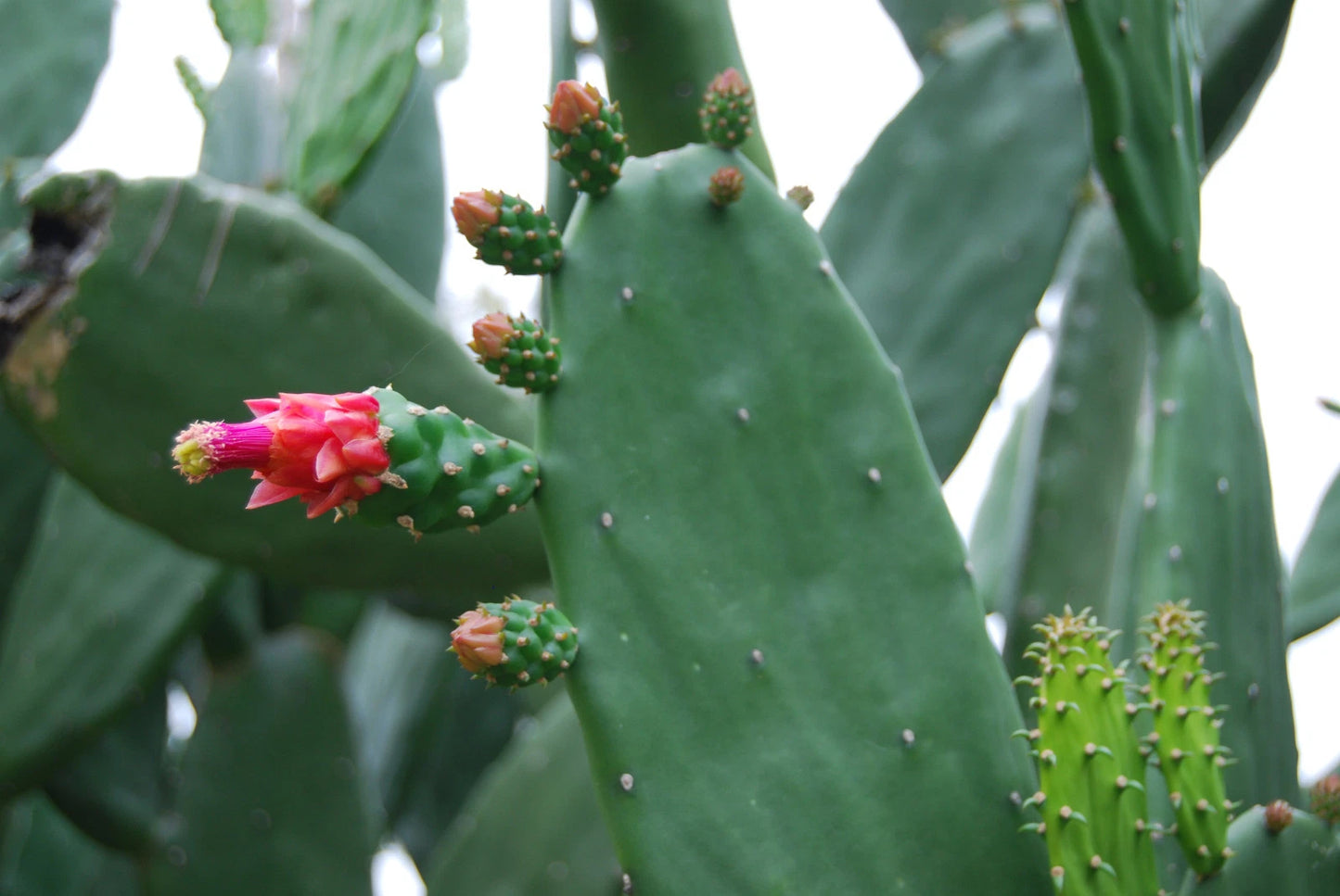 Fresh Bulk Prickly Pear Cactus Edible Pads - Spineless Thornless - Opuntia Ficus-Indica