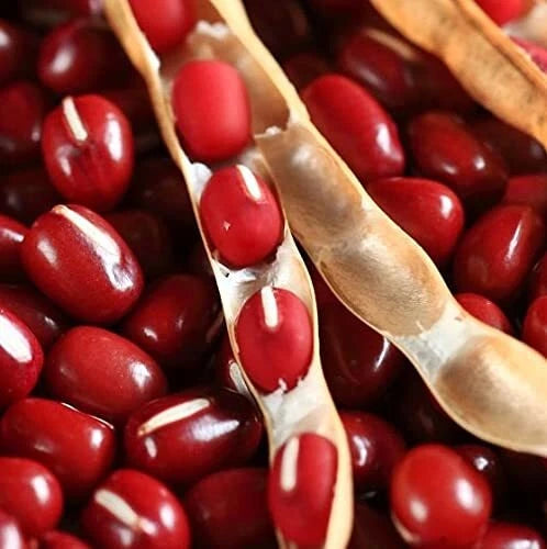 Asian Red Bean Seeds | NON-GMO Adzuki Beans | Heirloom Vegetable Seeds | Vigna angularis