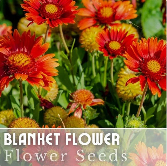 Blanket Flower Seeds - 200 Seeds - Ruby Red Shades - Gaillardia pulchella Garden Bloom Annual