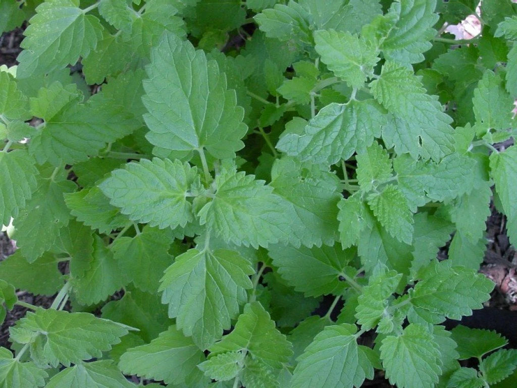 Catnip Seeds 1000+ Non-GMO Herb Perennial Garden Plant - Nepeta cataria - USA Grown, Free Shipping