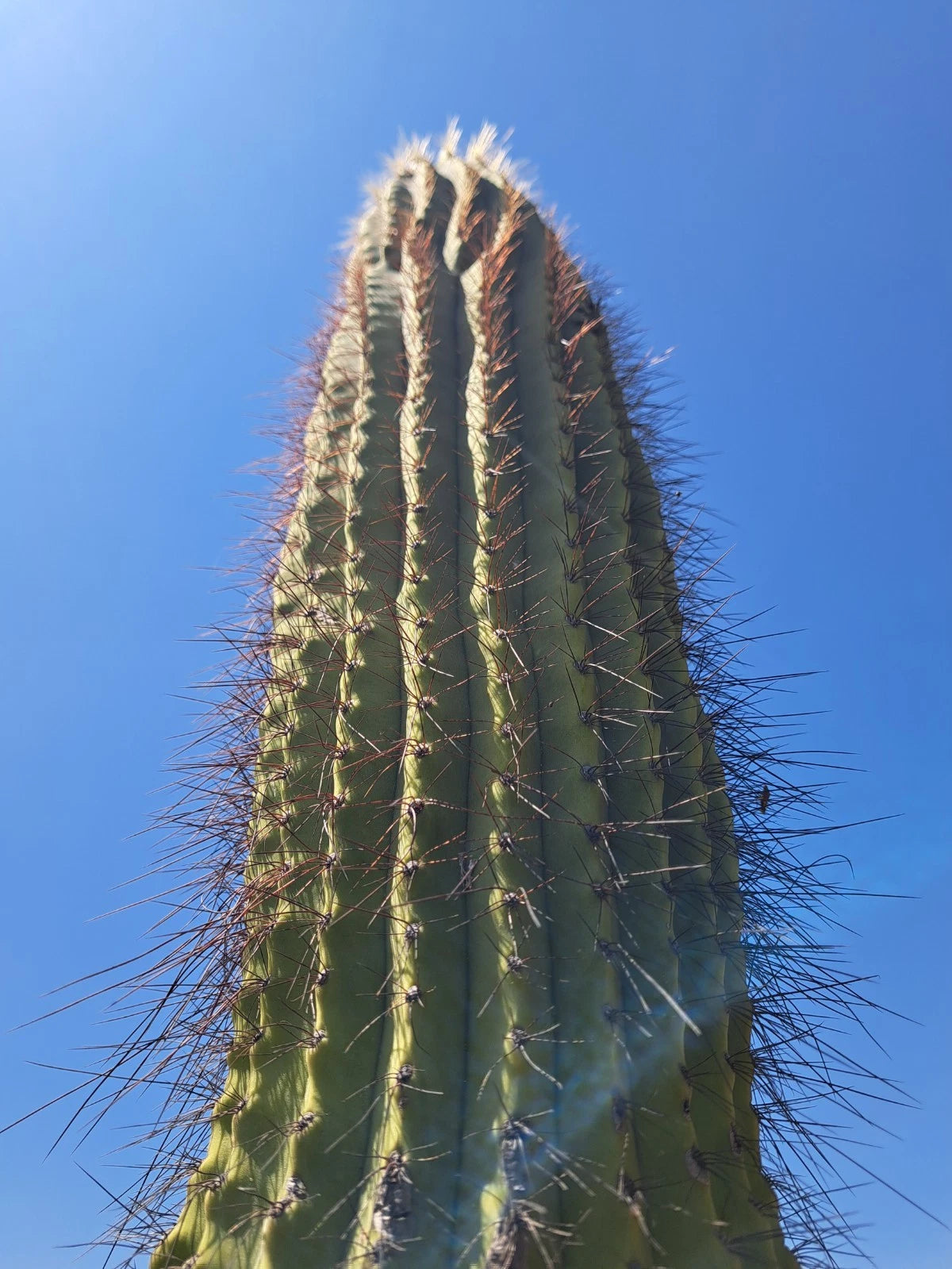 Cereus Leucostele Atacamensis Cactus Cutting 11 Inches - Unique Desert Plant for Home Decor or Gardening