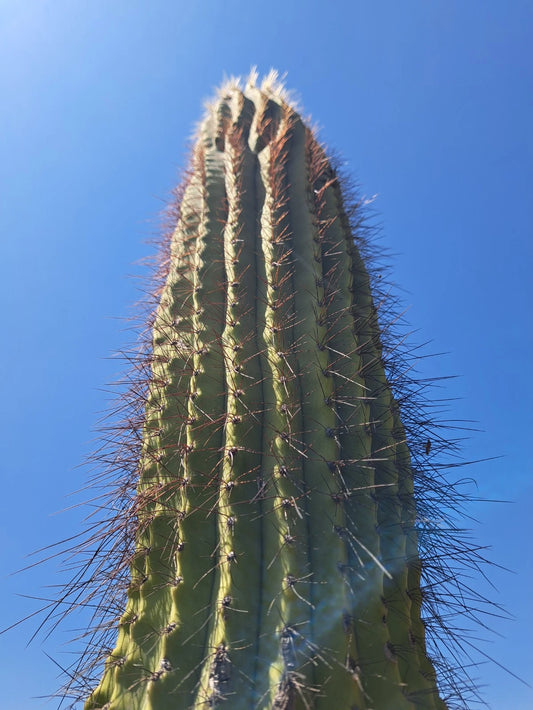 Cereus Leucostele Atacamensis Cactus Cutting 11 Inches - Unique Desert Plant for Home Decor or Gardening