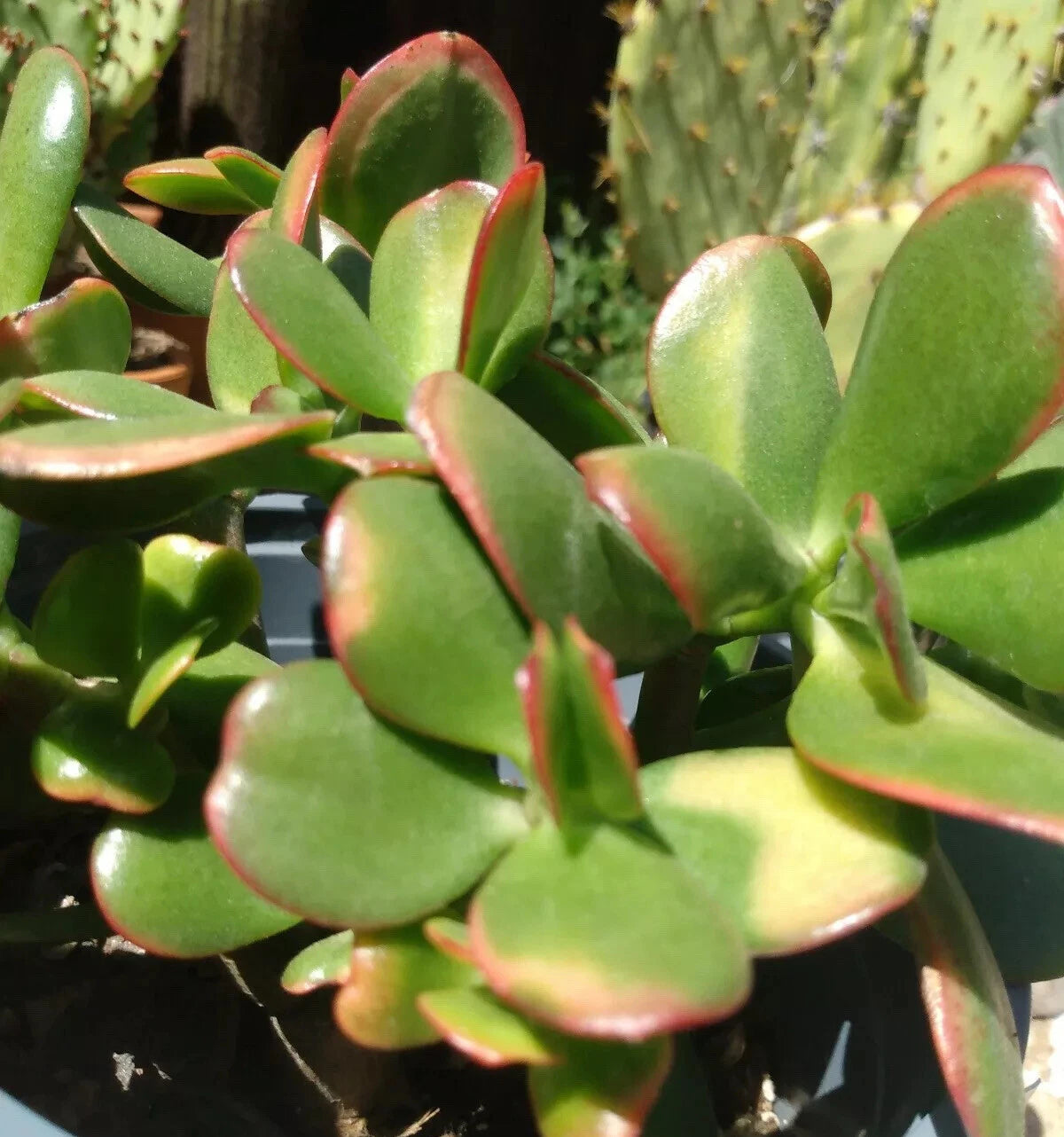 Jade Plant Cuttings - 4 Fresh Crassula Ovata Cuttings - Succulent Garden Decor
