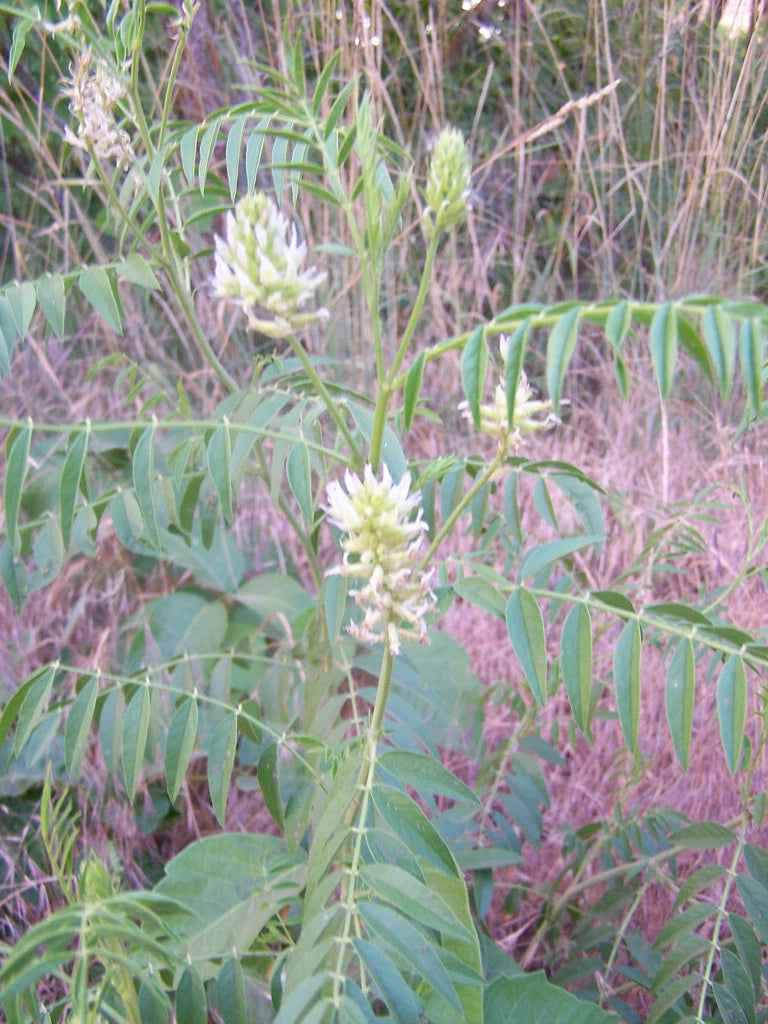20 Seeds - American Wild Licorice - Glycyrrhiza lepidota - GroCo USA - Buy 15, Ships Free