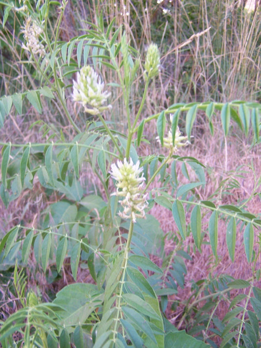 20 Seeds - American Wild Licorice - Glycyrrhiza lepidota - GroCo USA - Buy 15, Ships Free