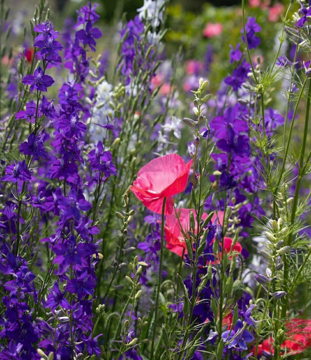 Wildflower Seeds Mix - 300 Poppies & Larkspur Seeds - Papaver spp. & Delphinium spp. for Garden or Meadow Planting