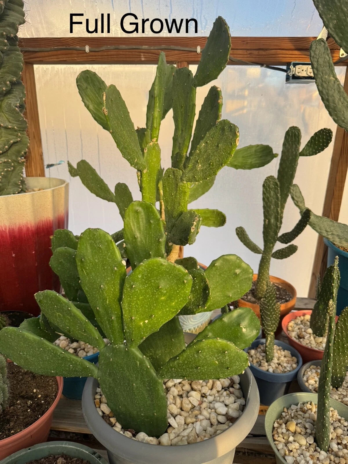 Prickly Pear Cactus Rooted Starts - Fast Growing Succulent - Opuntia Ficus-Indica