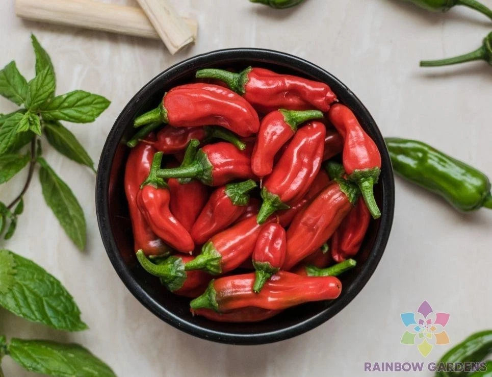 Tabiche Hot Pepper Seeds - 25+ Seeds for Garden Planting - Capsicum chinense - USA