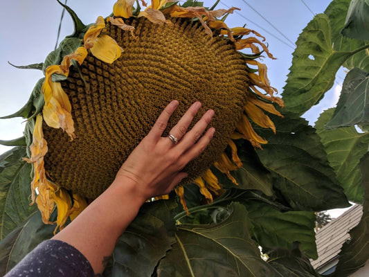 Mammoth Grey Stripe Sunflower Seeds - 50+ Large Giant Seeds - Helianthus annuus - Fresh for Planting