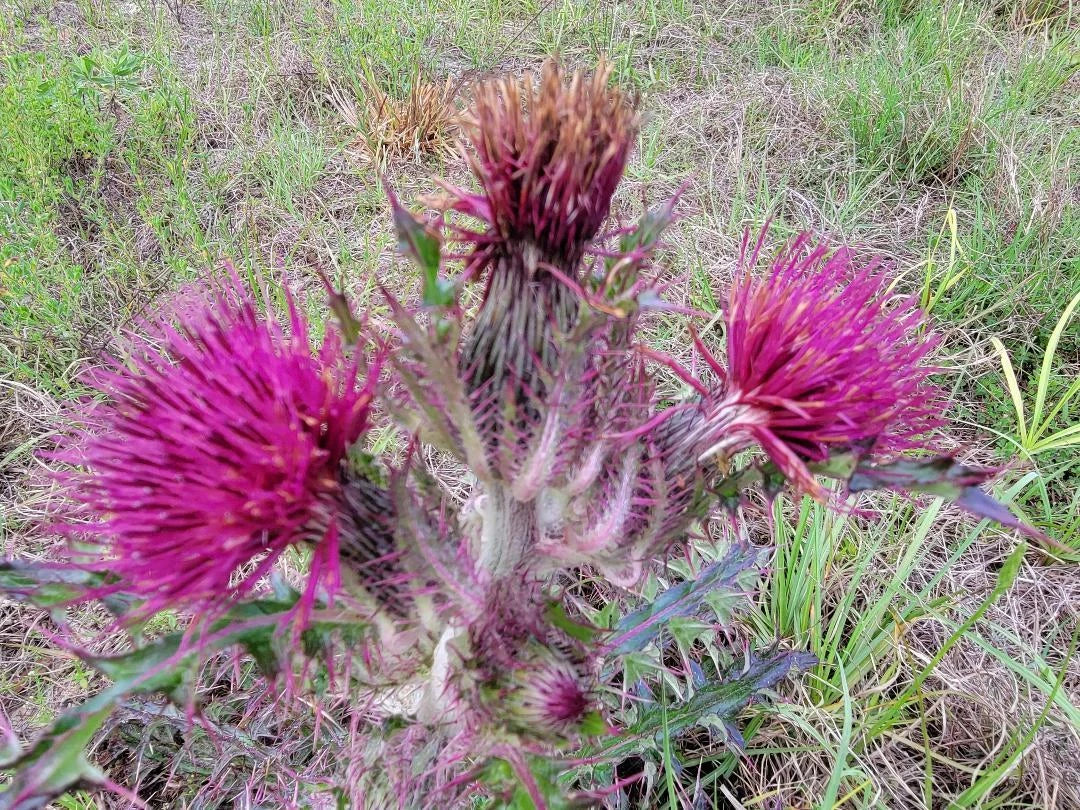 Purple & Yellow Thistle Seeds | 25 Pack | Cirsium horridulum | Florida Native Wildflower
