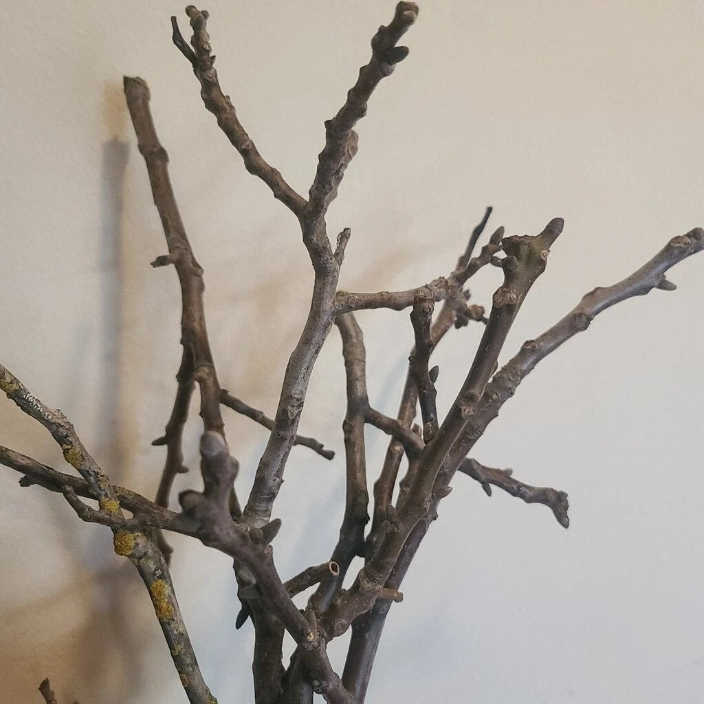 Black Walnut Tree Cuttings - 20x Unrooted Juglans Nigra for Propagation