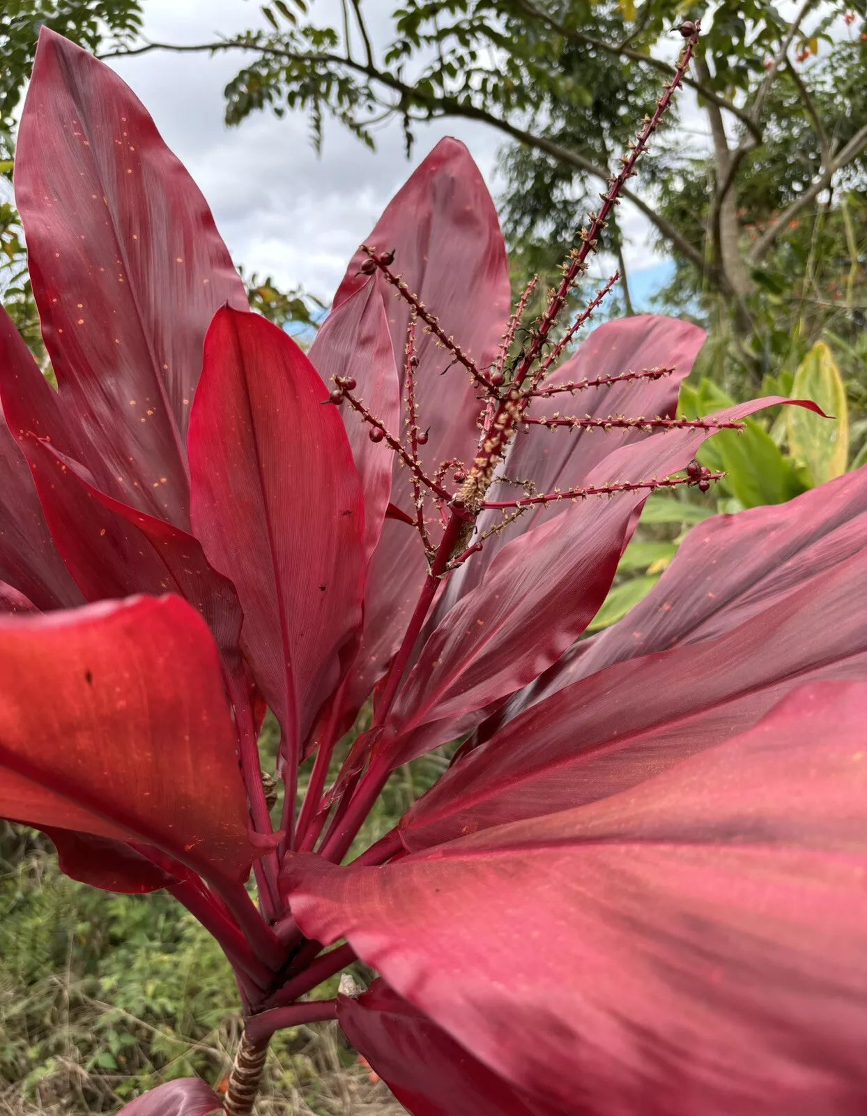 Hawaiian Ti Leaf Cuttings 6-inch Red Variety Fresh Cuttings x3 - Cordyline fruticosa, Locally Grown from Holualoa