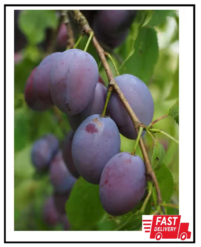 Dwarf Italian Plum Tree Bare Root | Prunus domestica | Fruit Tree for Home Garden, Compact Size, Sweet Plums
