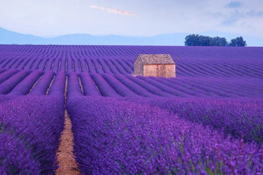 150 English Lavender Seeds for Planting - Purple Flower Herbs, Lavandula angustifolia