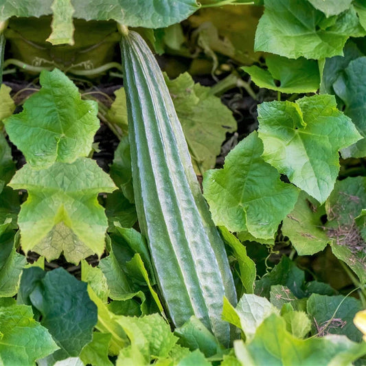 Buab Laem Angled Luffa Gourd Seeds - Ridged Gourd Seeds for 2025 Planting - Okra Bitter (Luffa acutangula)