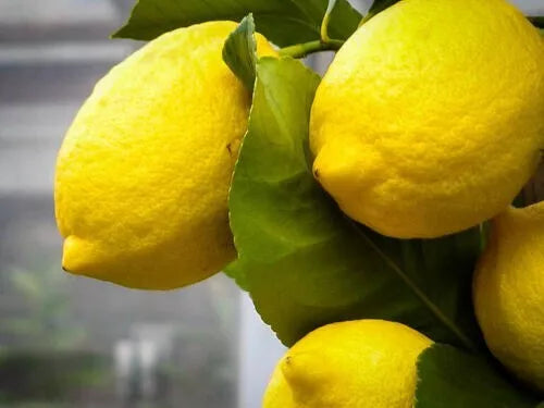Meyer Lemon Seeds - Mixed Sizes - Citrus Fruit Tree - Citrus × meyeri - Zones 8-11 - Juicy, Sweet, Tart Flavor - Indoor/Outdoor