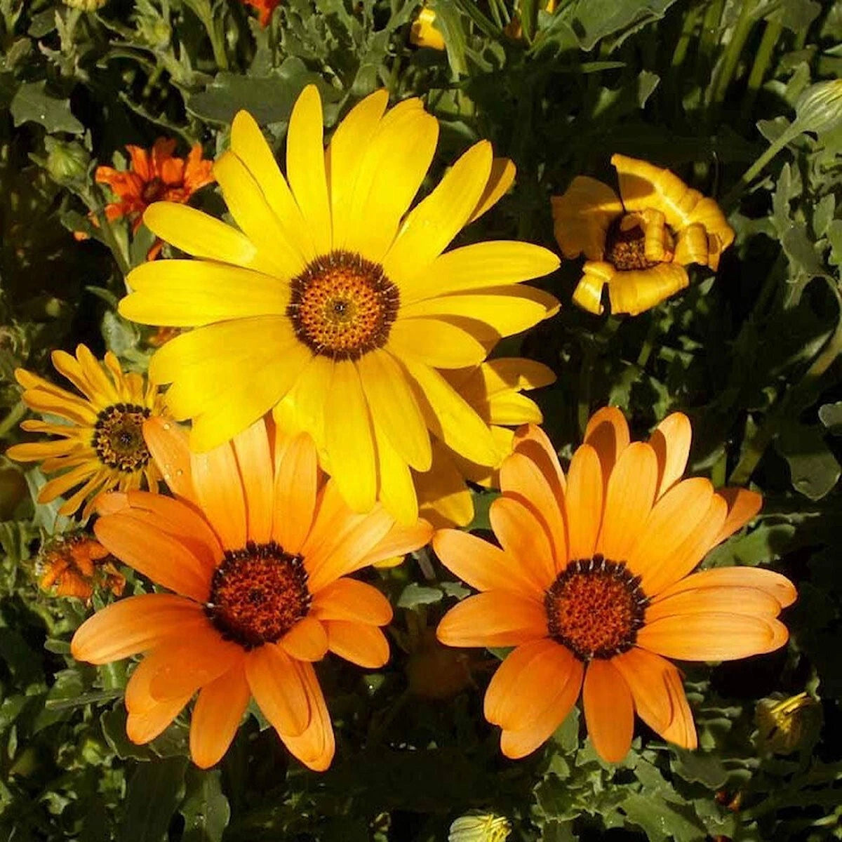 African Daisy Wildflower Seeds 1/4 Lb - Dimorphotheca Sinuata - Mylar Seed Packet - Everwilde Farms