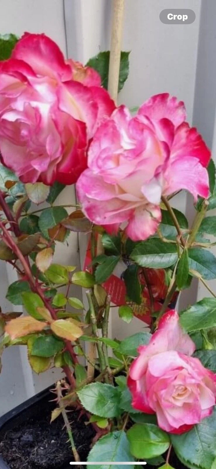 Fire and Ice Rose Cuttings - 3 Pack, Rosa 'Fire and Ice', 6-8” Long, Hardy Perennial for Gardens and Landscape