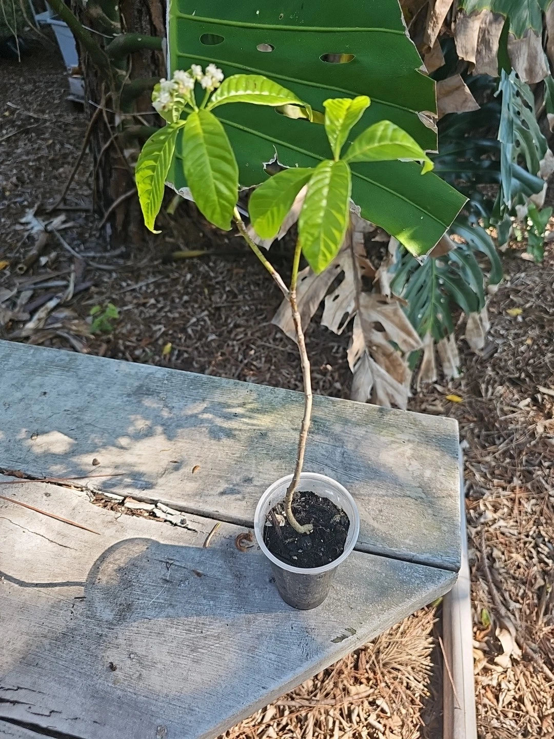 Wild Coffee Plant - Easy to Grow - Psychotria nervosa - Seminole Balsamo - Tropical Houseplant for Indoor Gardening