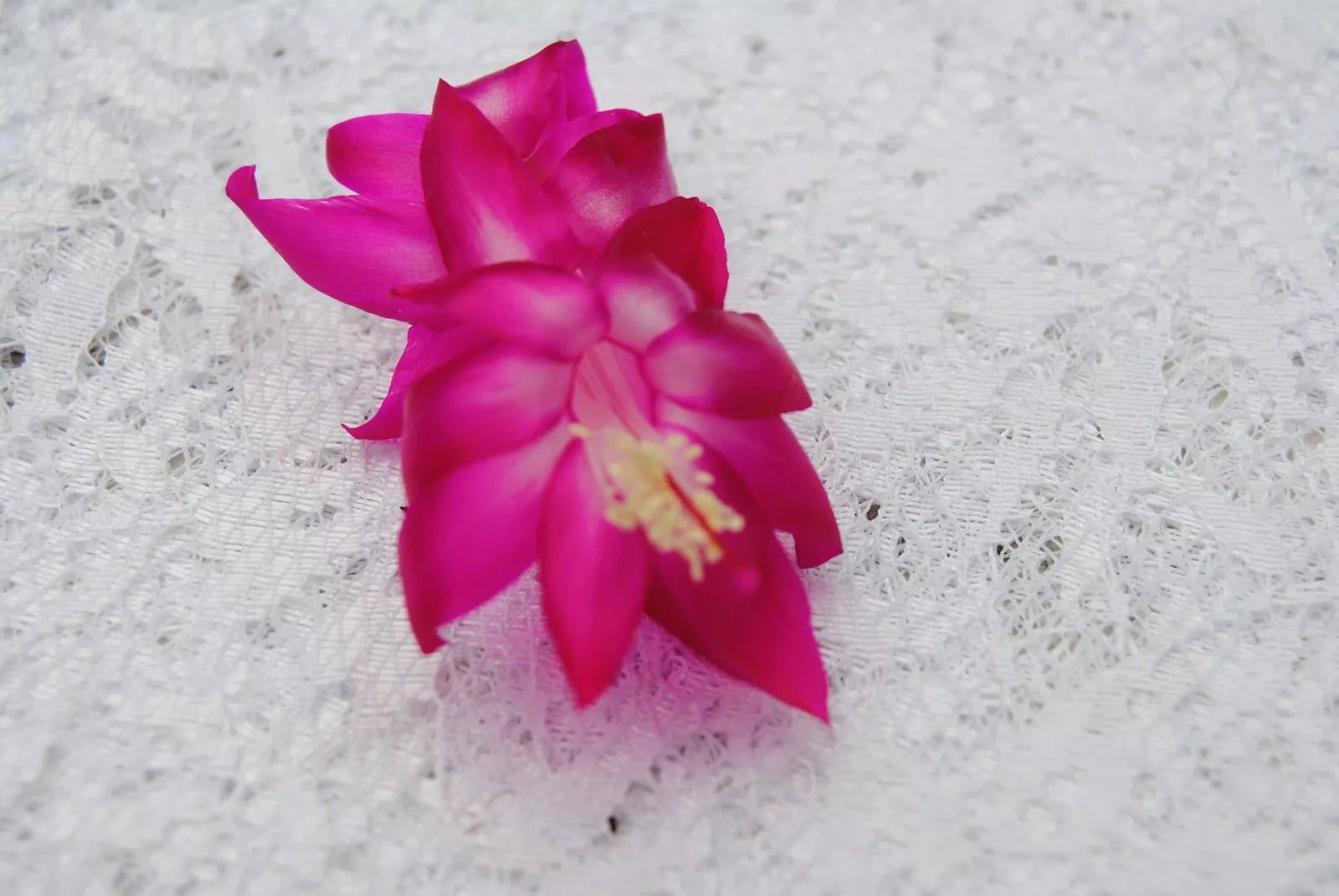 Christmas Cactus Starter Plant - Island Voodoo - Schlumbergera Truncata - Healthy Well-Rooted Succulent Plant
