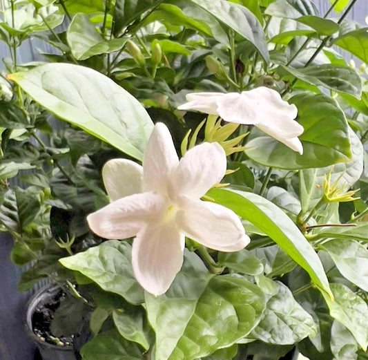 Arabian Jasmine Live Plant 6" Pot, Fragrant Mysore Mulli, White Maid Orleans, Jasminum sambac