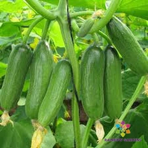 25+ Baby Rocky Cucumber Seeds | Heirloom Variety for Garden Planting | Cucumis sativus | USA