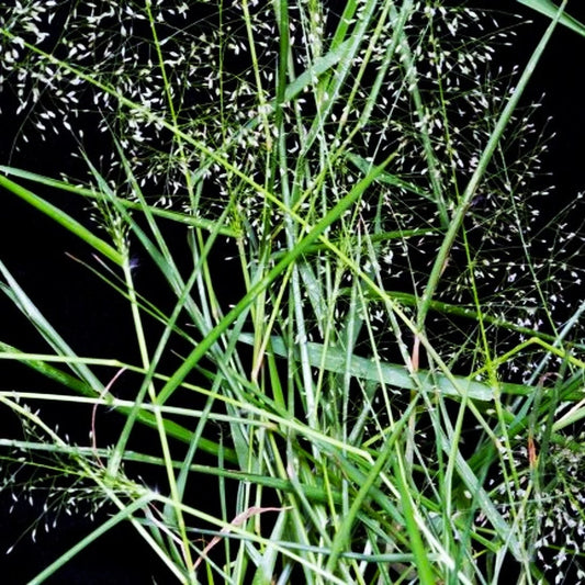 Feather Lovegrass Seeds - Premium Eragrostis Feathergrass for 2025 Planting
