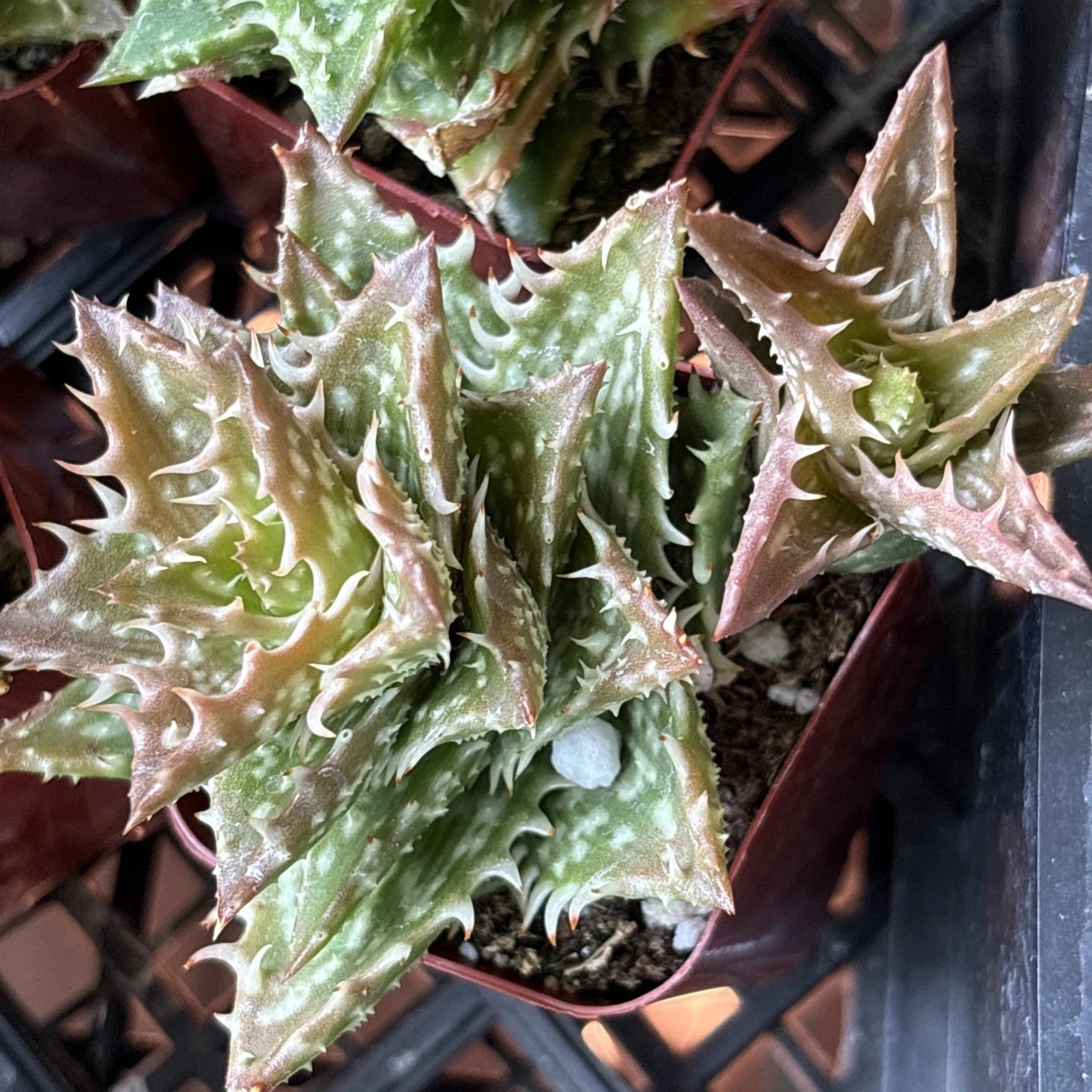 Aloe Plant 2" Pot Hybrid 'Crosby's Prolific' Rare Succulent Aloe cv. 'Crosby's Prolific'
