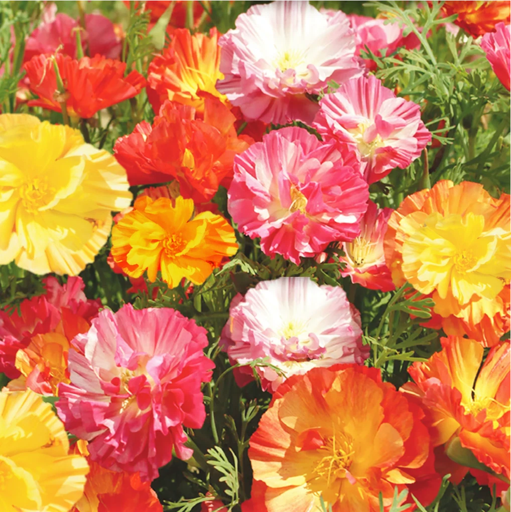 California Poppy Seeds - Ballerina Mix - Rainbow Iceland Paper Flower - Papaver californicum