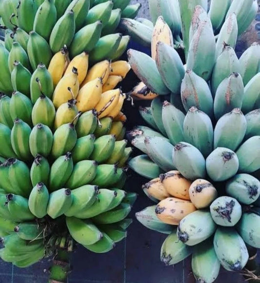 Ice Cream Banana Starter Plant - Rooted Indoor Potted Plant - Musa Acuminata Variegata