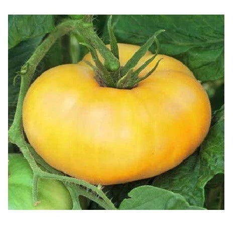Brandywine Yellow Tomato Seeds - 30 to 5000 Seeds, Rare Heirloom Beefsteak, Bulk Gardening Supplies, Solanum lycopersicum