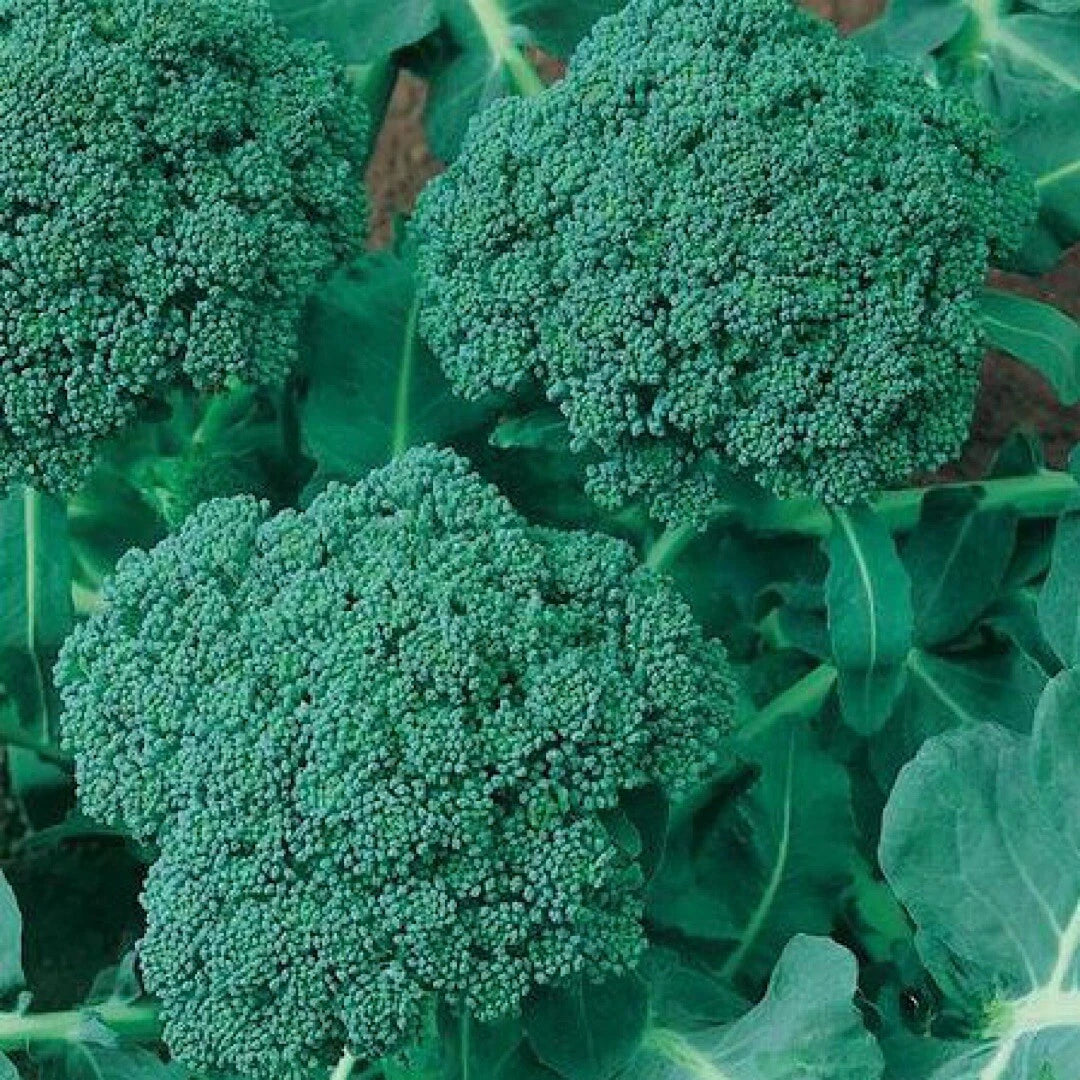 Broccoli Seeds 500+ Calabrese Non-GMO USA Seller Free Shipping