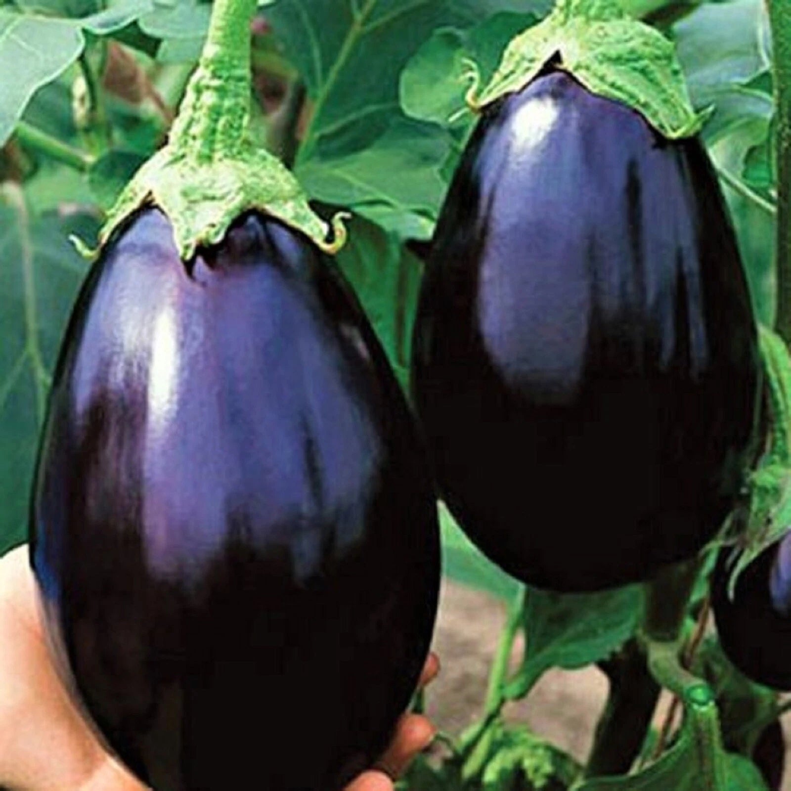 Black Beauty Eggplant Seeds - NON-GMO - 100+ Seeds - Solanum melongena - Heirloom Variety