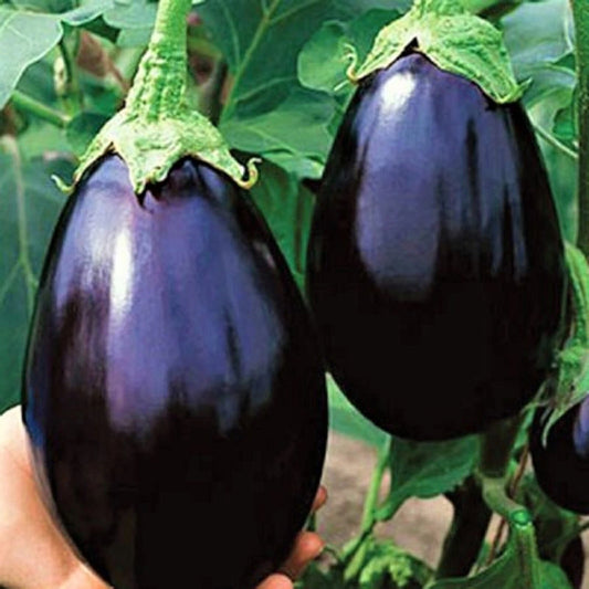 Black Beauty Eggplant Seeds - NON-GMO - 100+ Seeds - Solanum melongena - Heirloom Variety