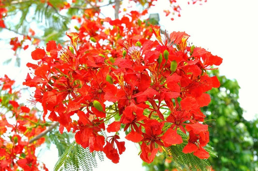50 Seeds Royal Poinciana - Delonix regia - Flamboyant Flame Tree - USA Grown