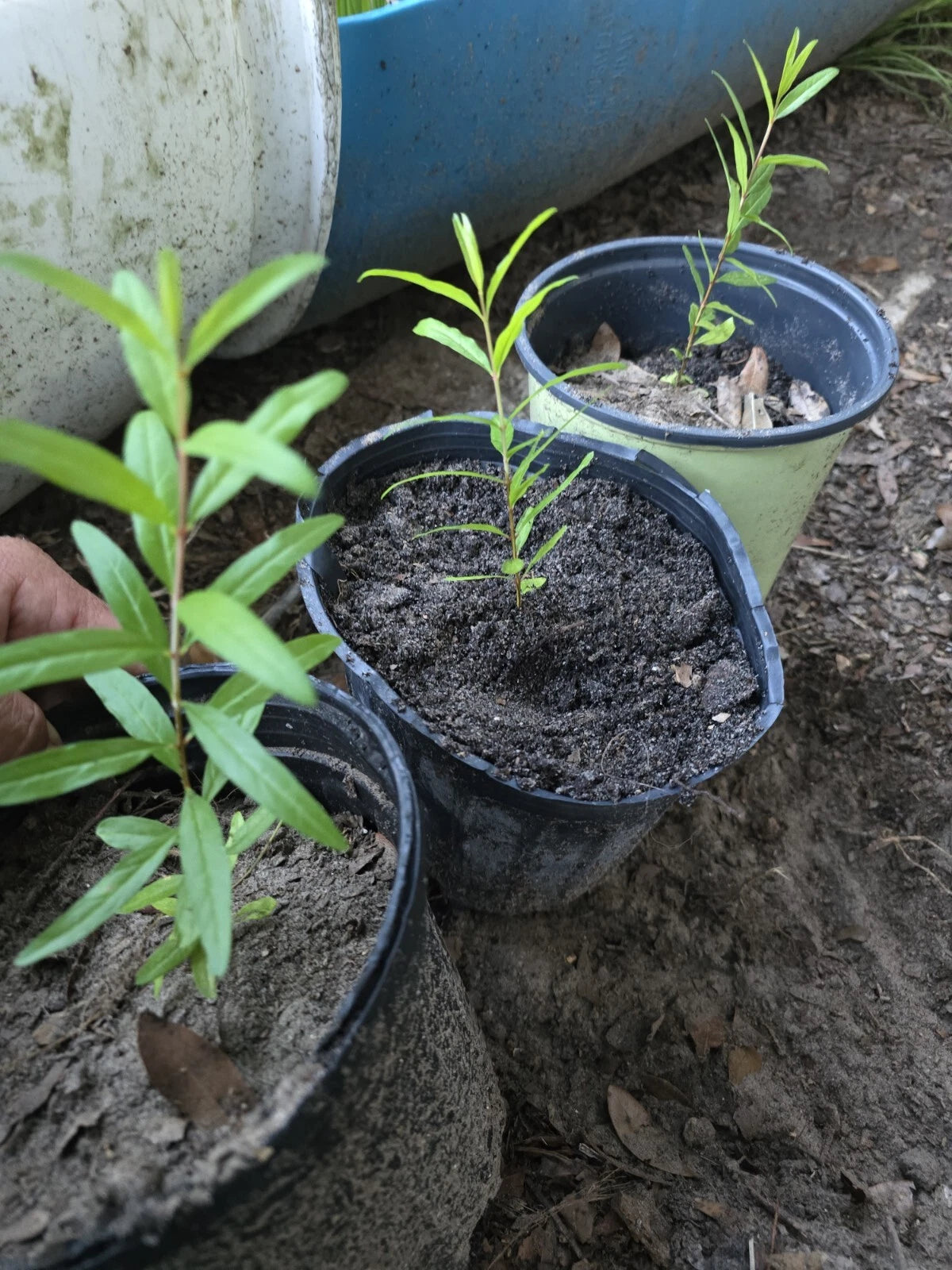 Pomegranate Seedlings 7-10 Inches 3-Pack Punica granatum Bare Root Plants Garden Fruit Trees