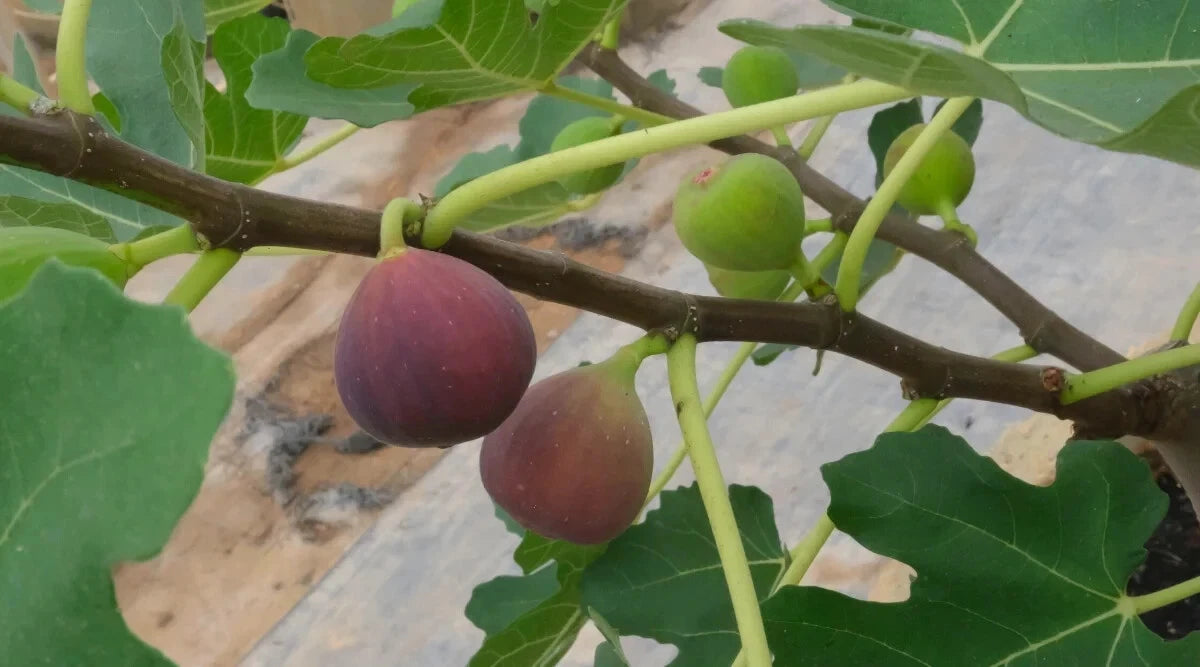 Little Ruby Fig Seeds - 100+ Count - Ficus carica - Perfect for Garden Planting - USA Grown - Free Shipping