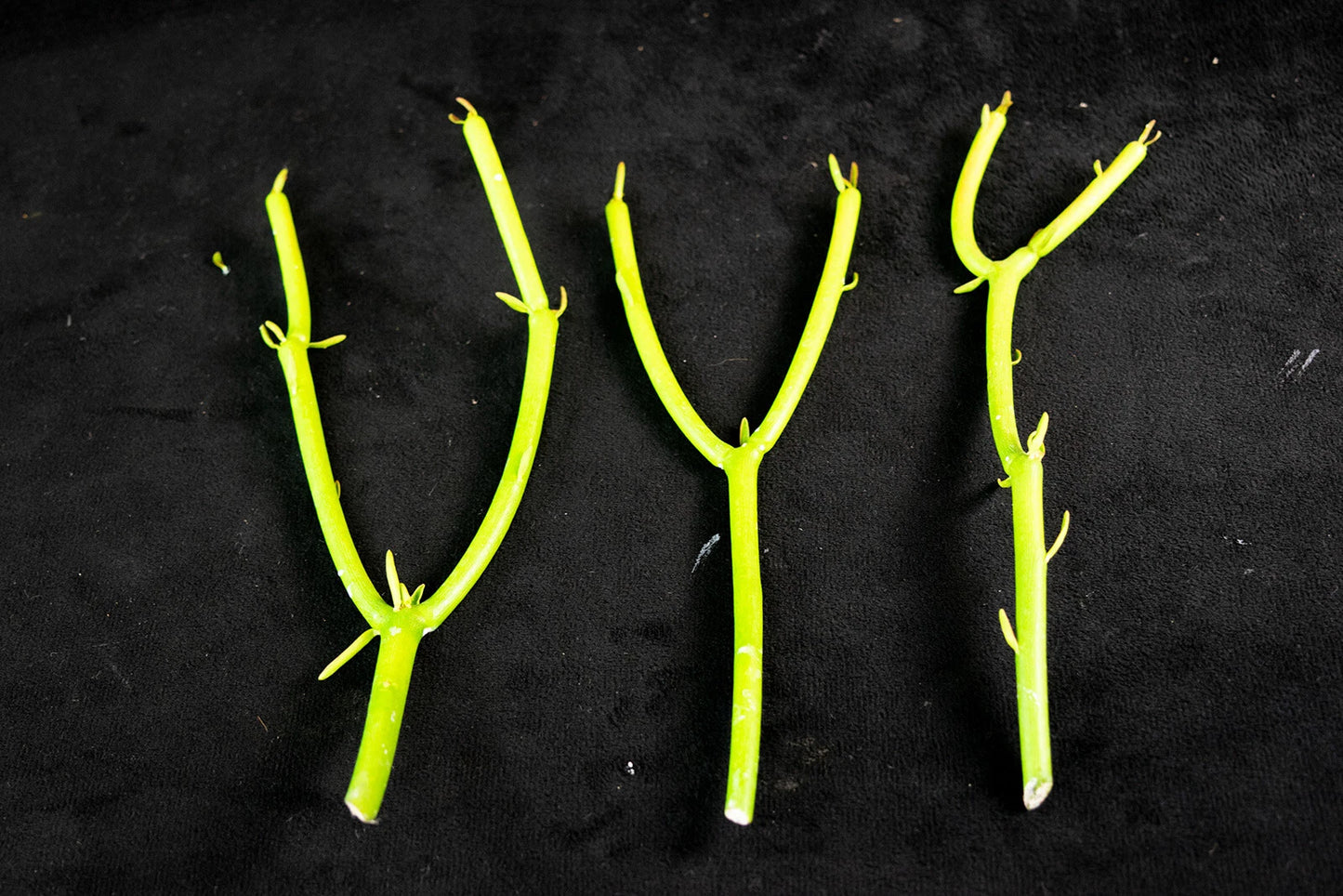 18 Pencil Cactus Cuttings – Euphorbia Tirucalli – Fresh Unrooted Stems for Propagation – Fire Sticks Succulent – Easy to Grow