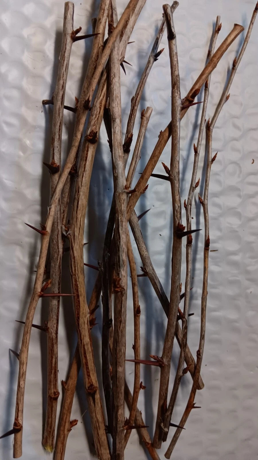 6 Japanese Barberry Bush Cuttings – Berberis thunbergii, Organic Unrooted Shrubs with Edible Berries, Hardy, Easy to Grow