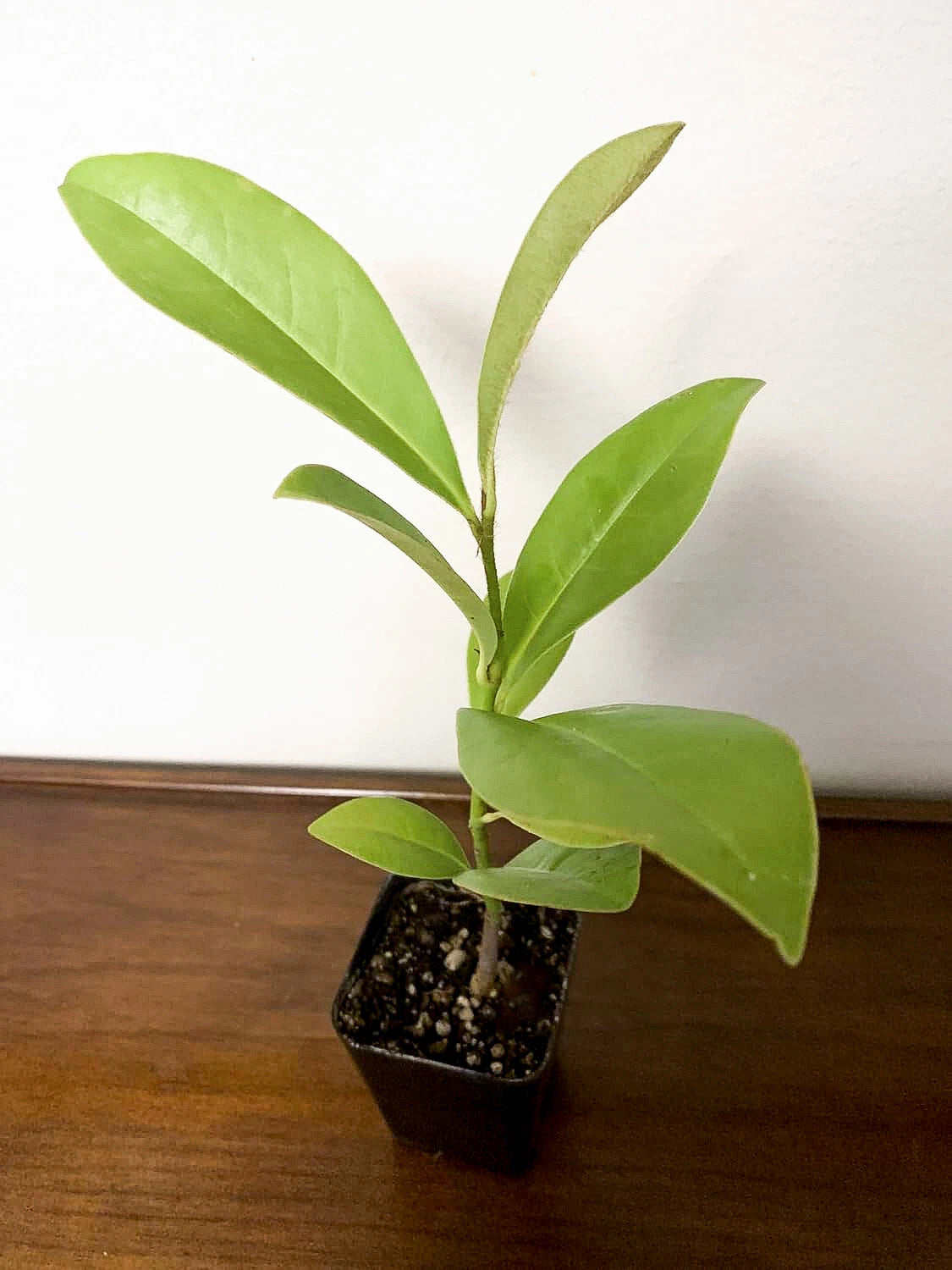 Southern Magnolia Tree (Magnolia grandiflora) | Evergreen Fragrant Flowering Tree | Live Plant | 2.5 Inch Pot