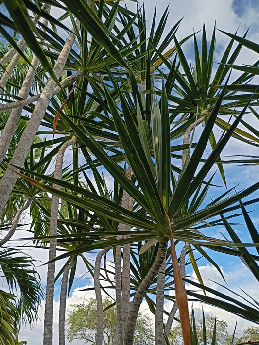 Dragon Tree Dracaena Rooted Cutting Live House Plant Dracaena Marginata Indoor Foliage Starter