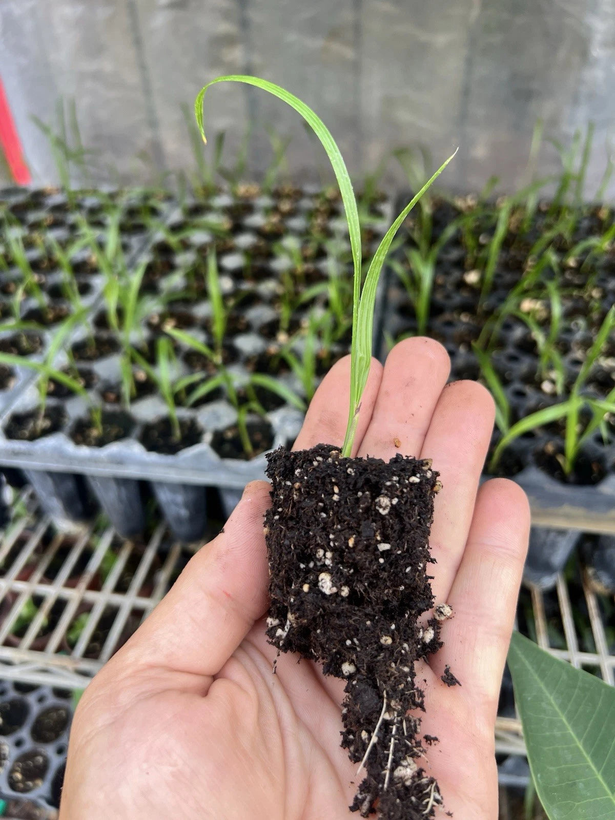 5 Pygmy Date Palm Seedlings (Phoenix roebelenii) | 3–5" Starter Plants | Dwarf Palm | Tropical Landscape | Indoor or Outdoor