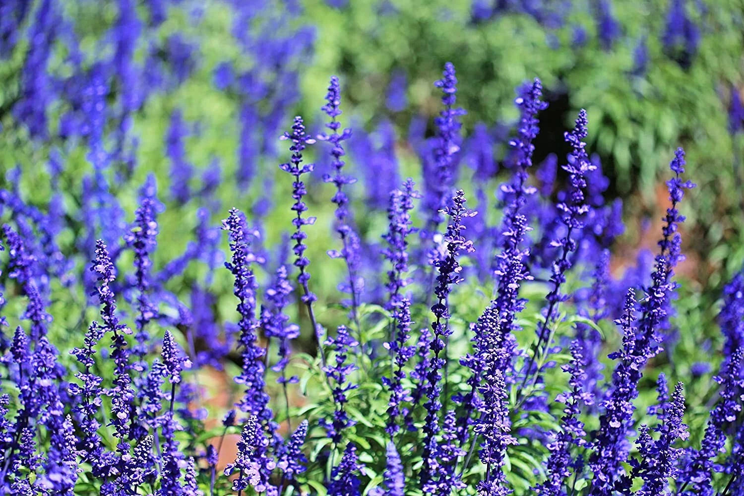 50 Blue Steel Sage Seeds for Planting | Easy to Grow Herb | Salvia officinalis