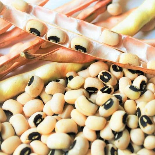 California Black Eyed Cowpea Seeds - 50+ Count - Organic Variety - Vigna unguiculata