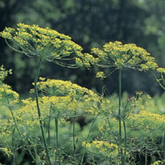 Mammoth Long Island Dill Seeds - Heirloom, NON-GMO, Leafy Foliage, Anethum graveolens - Gardening Supplies